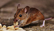 24 Hour & Emergency Exterminators in E Liverpool, OH